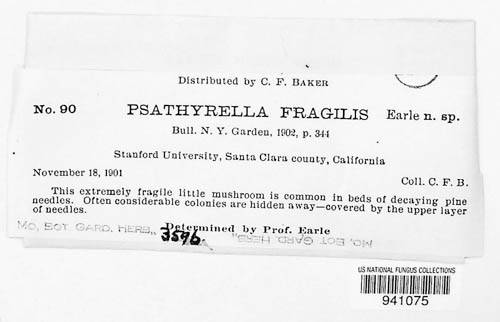 Psathyrella image